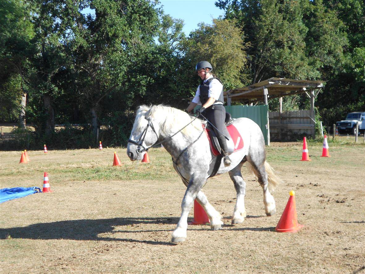 Semental Percheron En venta 2017 Tordo por vasco de theuret