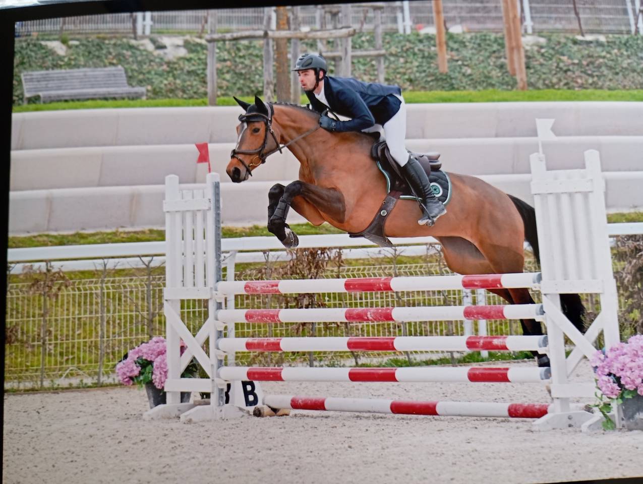 Yegua Silla Franc&eacute;s En venta 2021 Bayo por fighter semilly