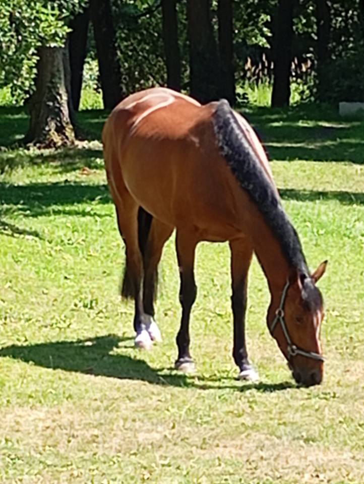 Yegua Silla Franc&eacute;s En venta 2021 Bayo por fighter semilly