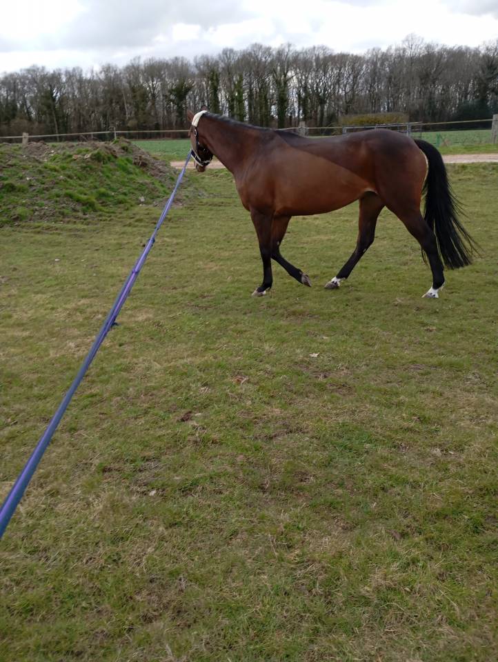 Yegua Silla Franc&eacute;s En venta 2021 Bayo por fighter semilly