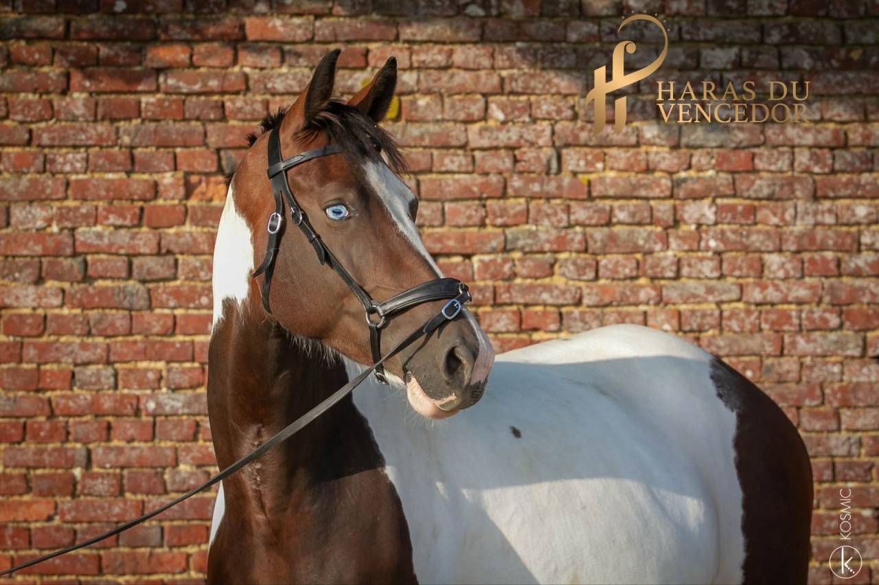 Yegua de ganader&iacute;a Oldenburgu&eacute;s En venta 2015 Tobiano por Tolegro