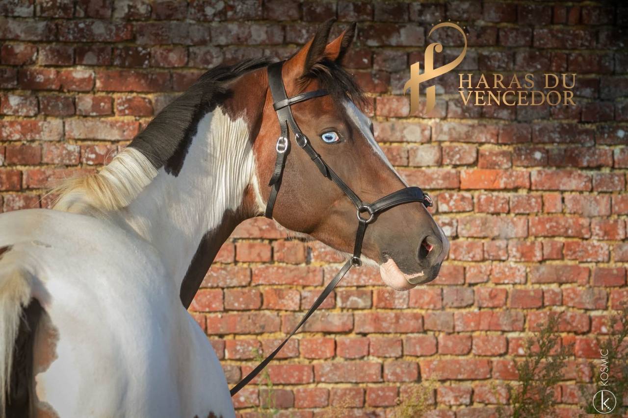 Yegua de ganader&iacute;a Oldenburgu&eacute;s En venta 2015 Tobiano por Tolegro