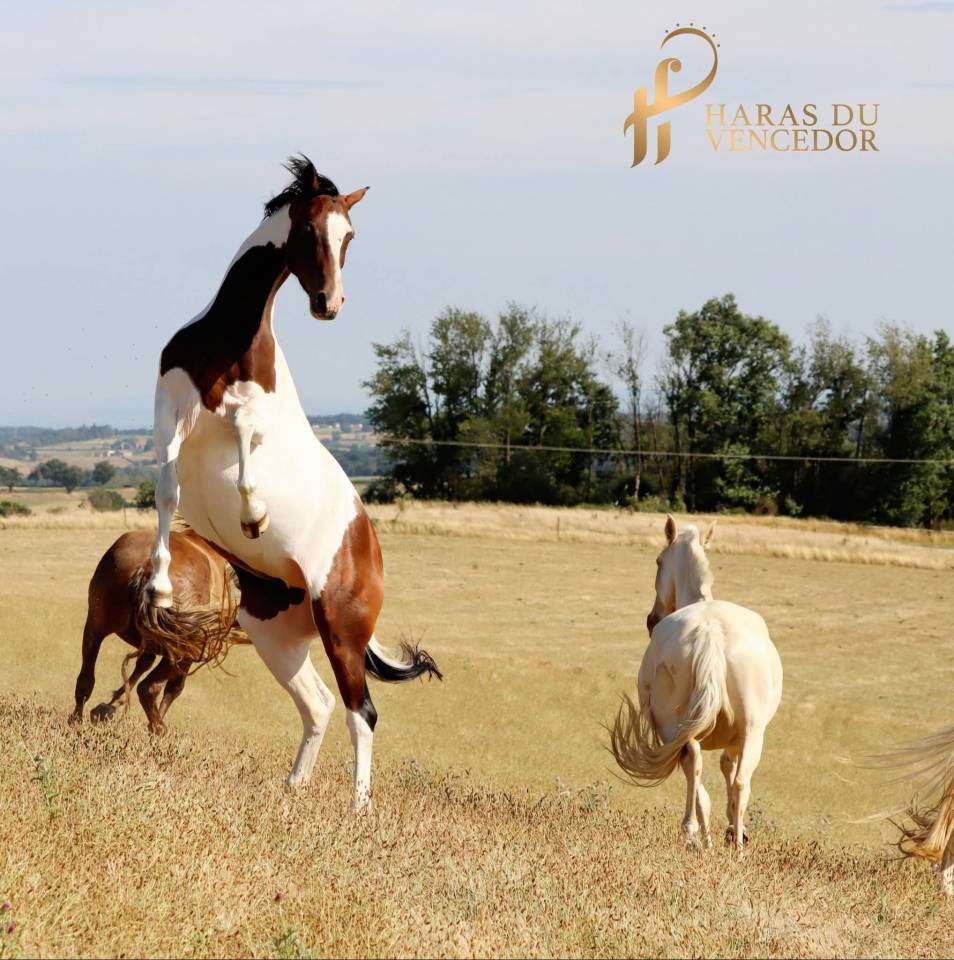 Yegua de ganader&iacute;a Oldenburgu&eacute;s En venta 2015 Tobiano por Tolegro