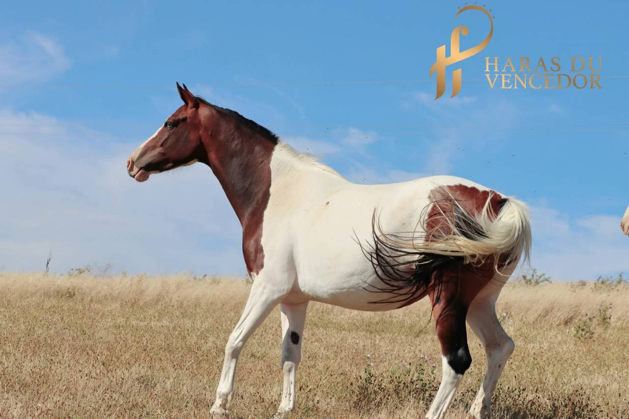 Yegua de ganader&iacute;a Oldenburgu&eacute;s En venta 2015 Tobiano por Tolegro