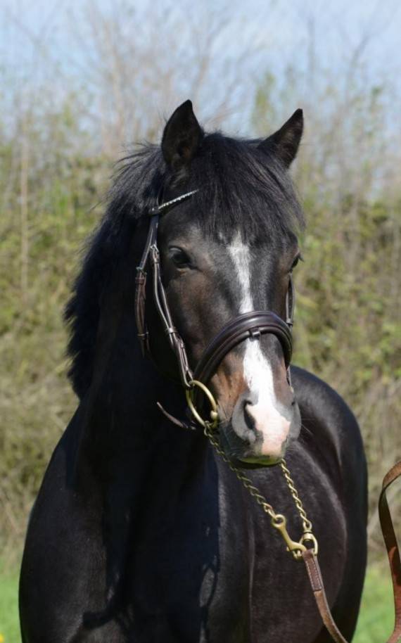 Semental Connemara En venta 2013 Bayo por POETIC JUSTICE (IE)