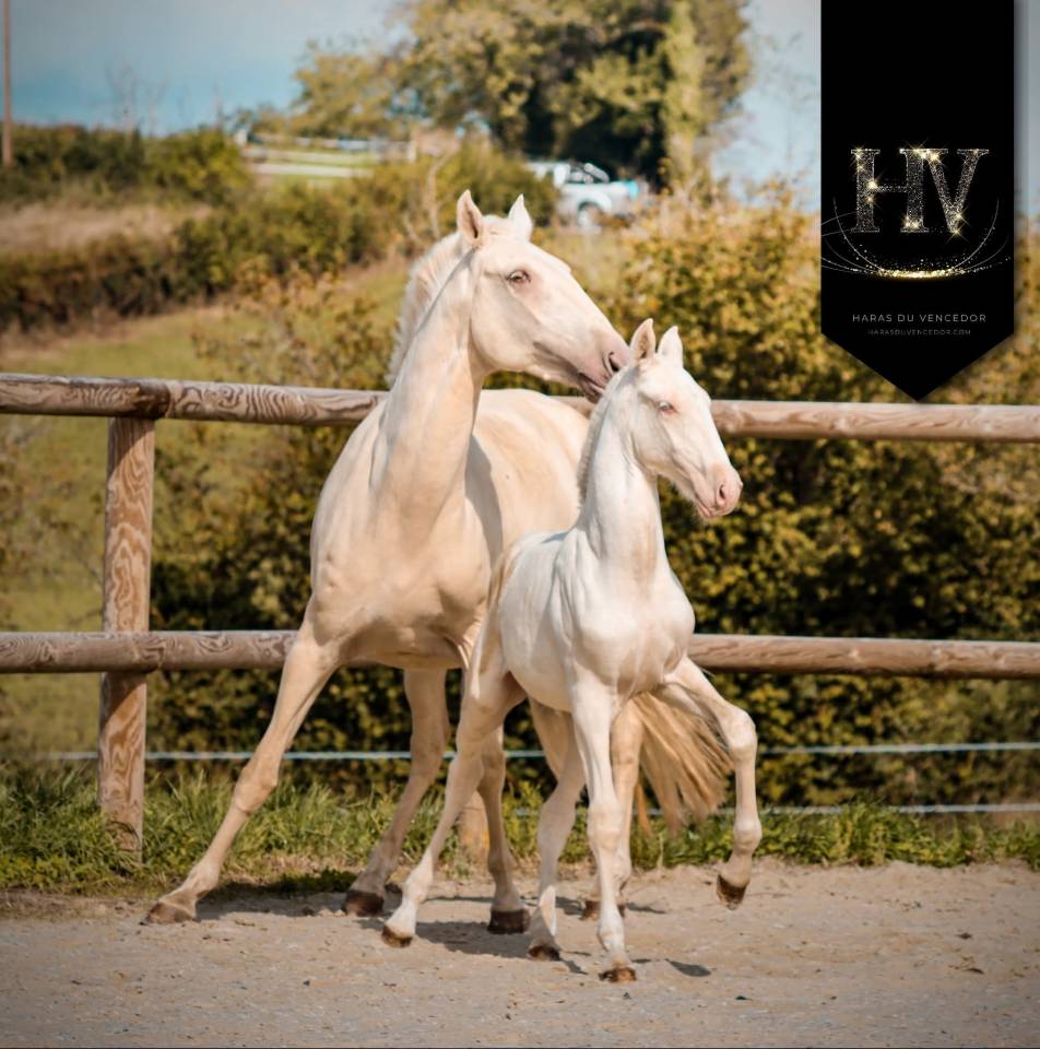 Potro Lusitano En venta 2025 Crema por Ouro JCL