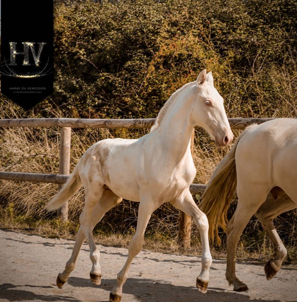 Potro Lusitano En venta 2025 Crema por Ouro JCL