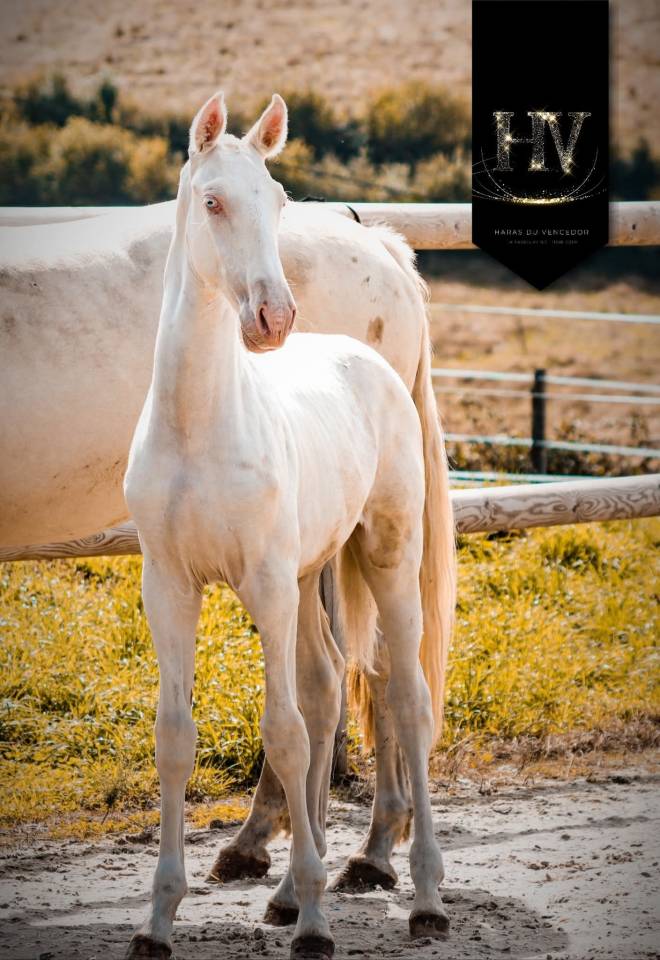 Potro Lusitano En venta 2025 Crema por Ouro JCL