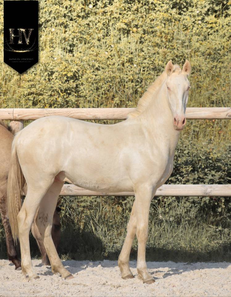 Potro Lusitano En venta 2025 Crema por Ouro JCL