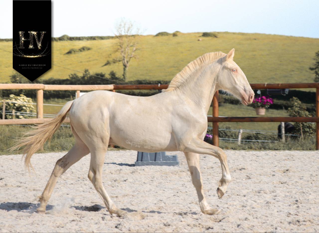 Potro Lusitano En venta 2025 Crema por Ouro JCL