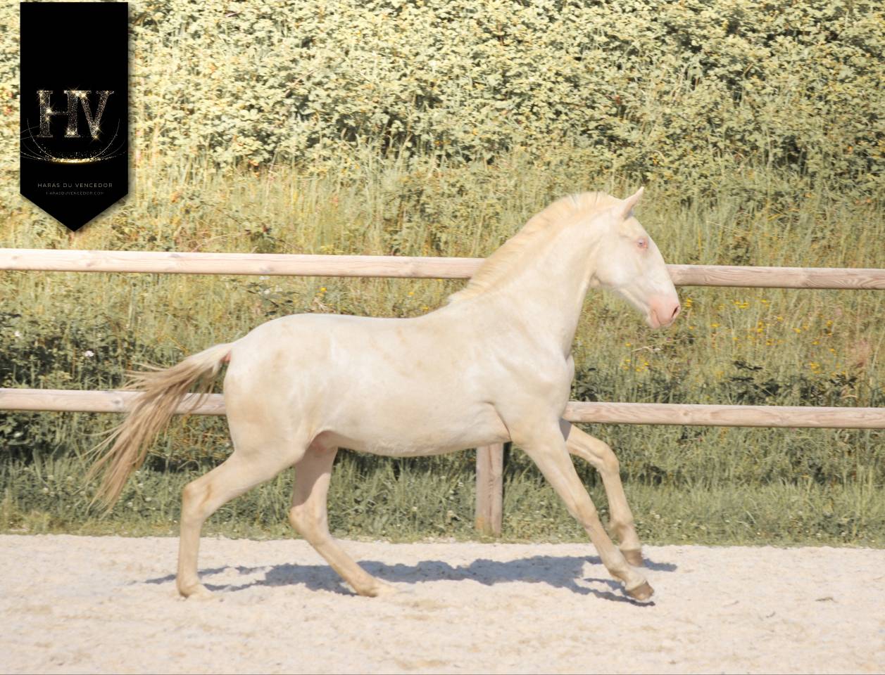 Potro Lusitano En venta 2025 Crema por Ouro JCL