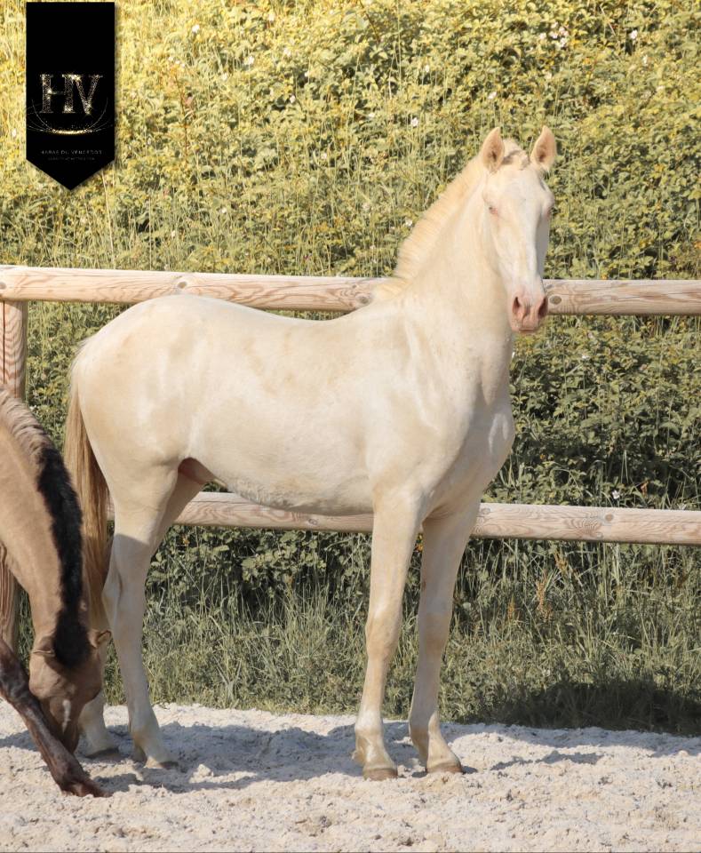 Potro Lusitano En venta 2025 Crema por Ouro JCL