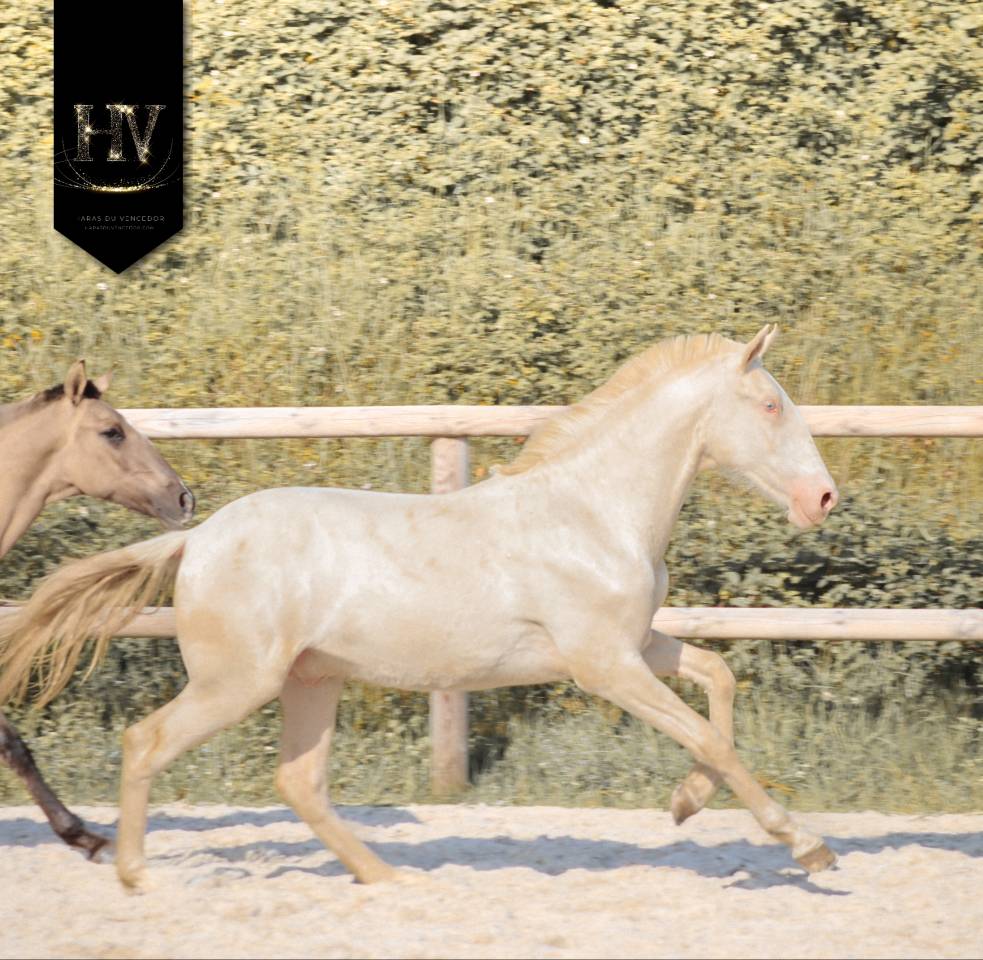 Potro Lusitano En venta 2025 Crema por Ouro JCL