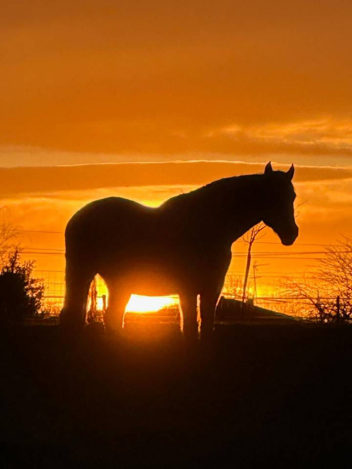 Propiedad ecuestre En venta Landas