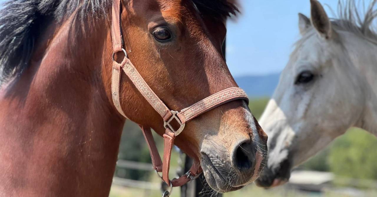 Caballo castrado PFS Poni Fran&ccedil;&eacute;s de Silla En venta 2009 Bayo