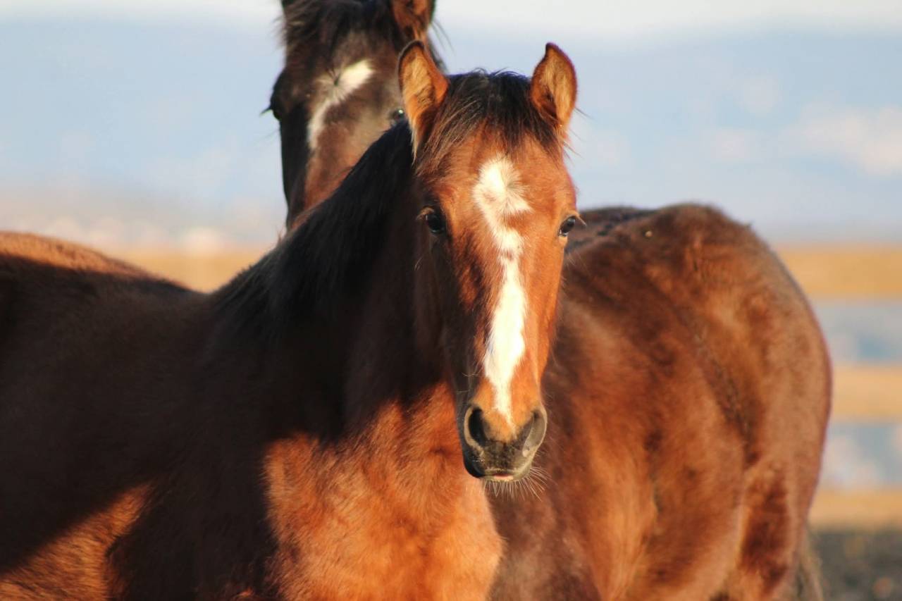 Caballo castrado PRE Pura Raza Espa&ntilde;ola En venta 2025 Bayo