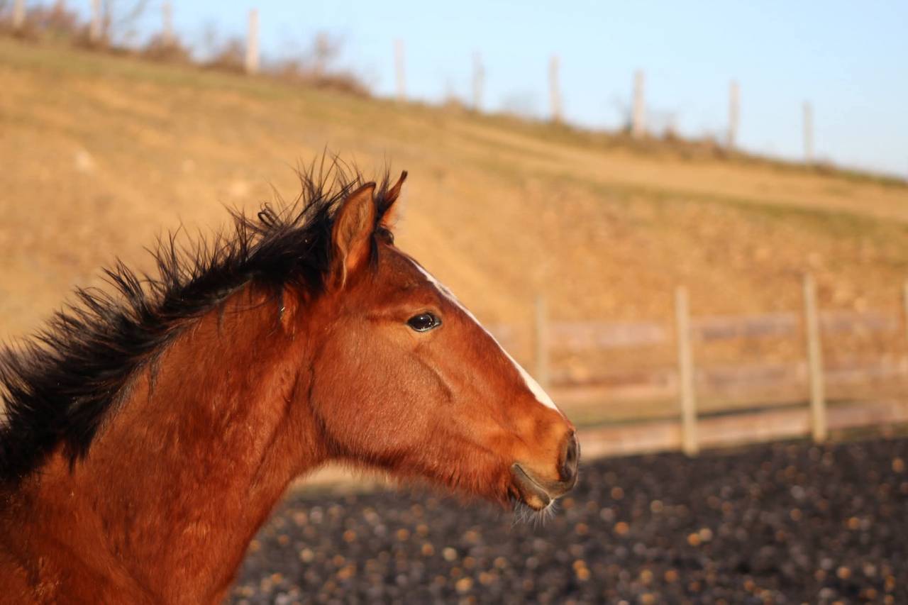 Caballo castrado PRE Pura Raza Espa&ntilde;ola En venta 2025 Bayo