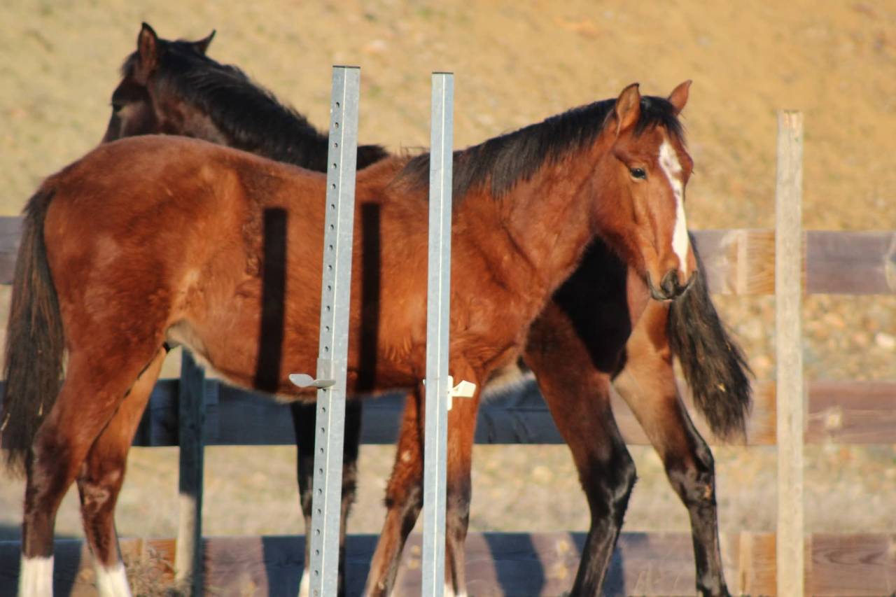 Caballo castrado PRE Pura Raza Espa&ntilde;ola En venta 2025 Bayo
