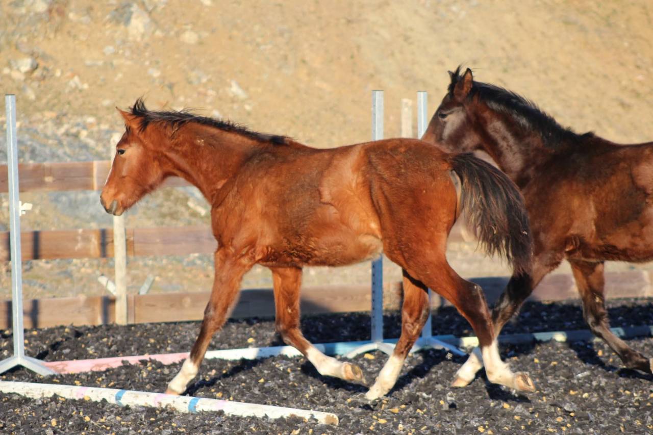 Caballo castrado PRE Pura Raza Espa&ntilde;ola En venta 2025 Bayo