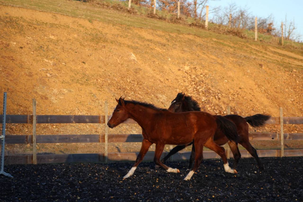 Caballo castrado PRE Pura Raza Espa&ntilde;ola En venta 2025 Bayo