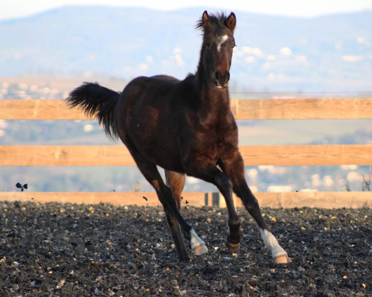 Caballo castrado PRE Pura Raza Espa&ntilde;ola En venta 2025 Bayo