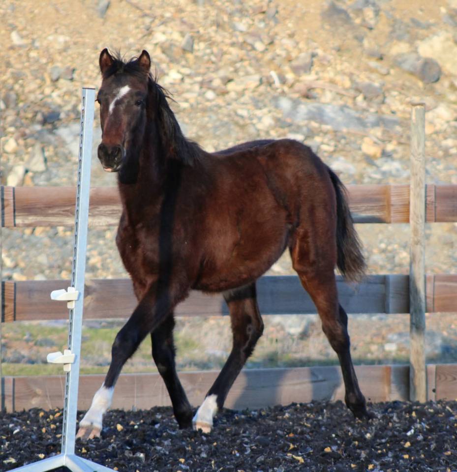 Caballo castrado PRE Pura Raza Espa&ntilde;ola En venta 2025 Bayo