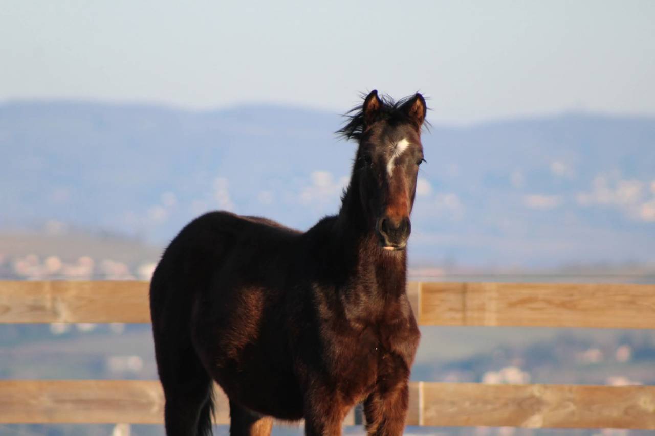 Caballo castrado PRE Pura Raza Espa&ntilde;ola En venta 2025 Bayo