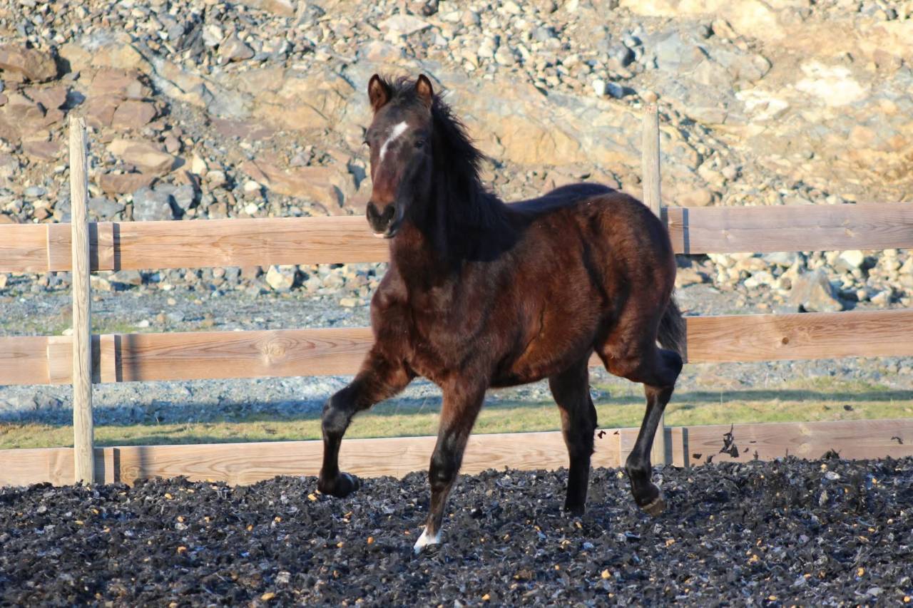 Caballo castrado PRE Pura Raza Espa&ntilde;ola En venta 2025 Bayo