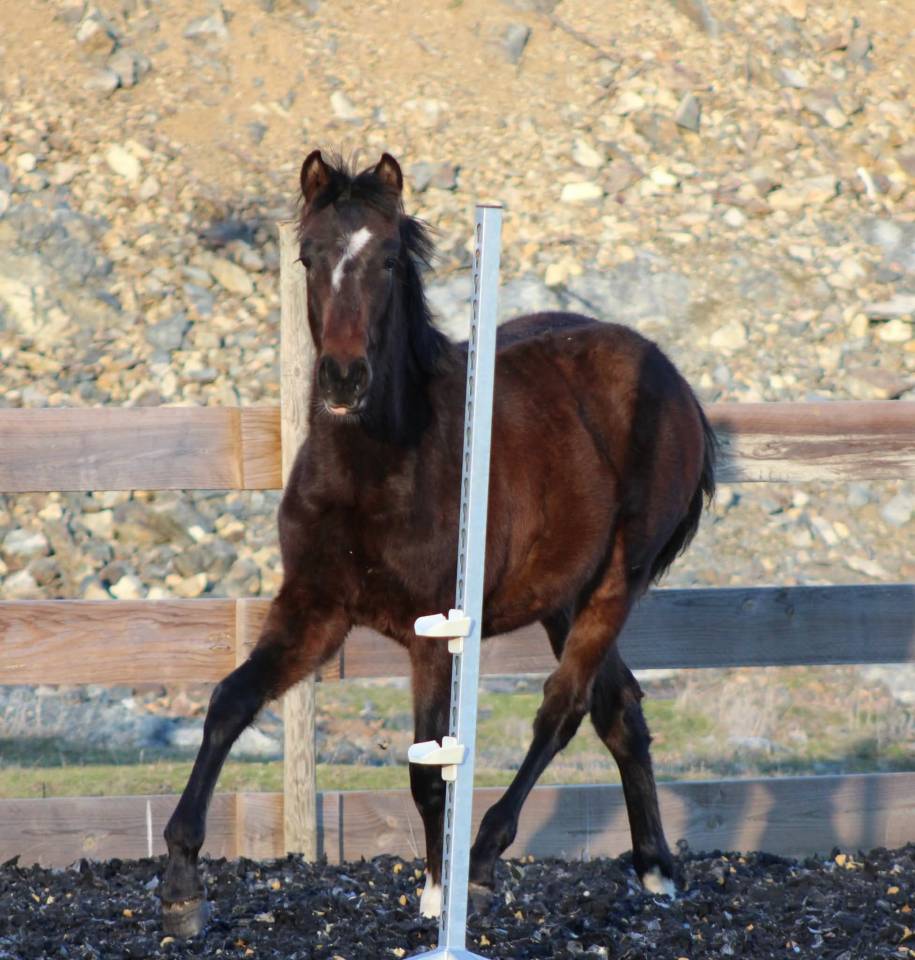 Caballo castrado PRE Pura Raza Espa&ntilde;ola En venta 2025 Bayo