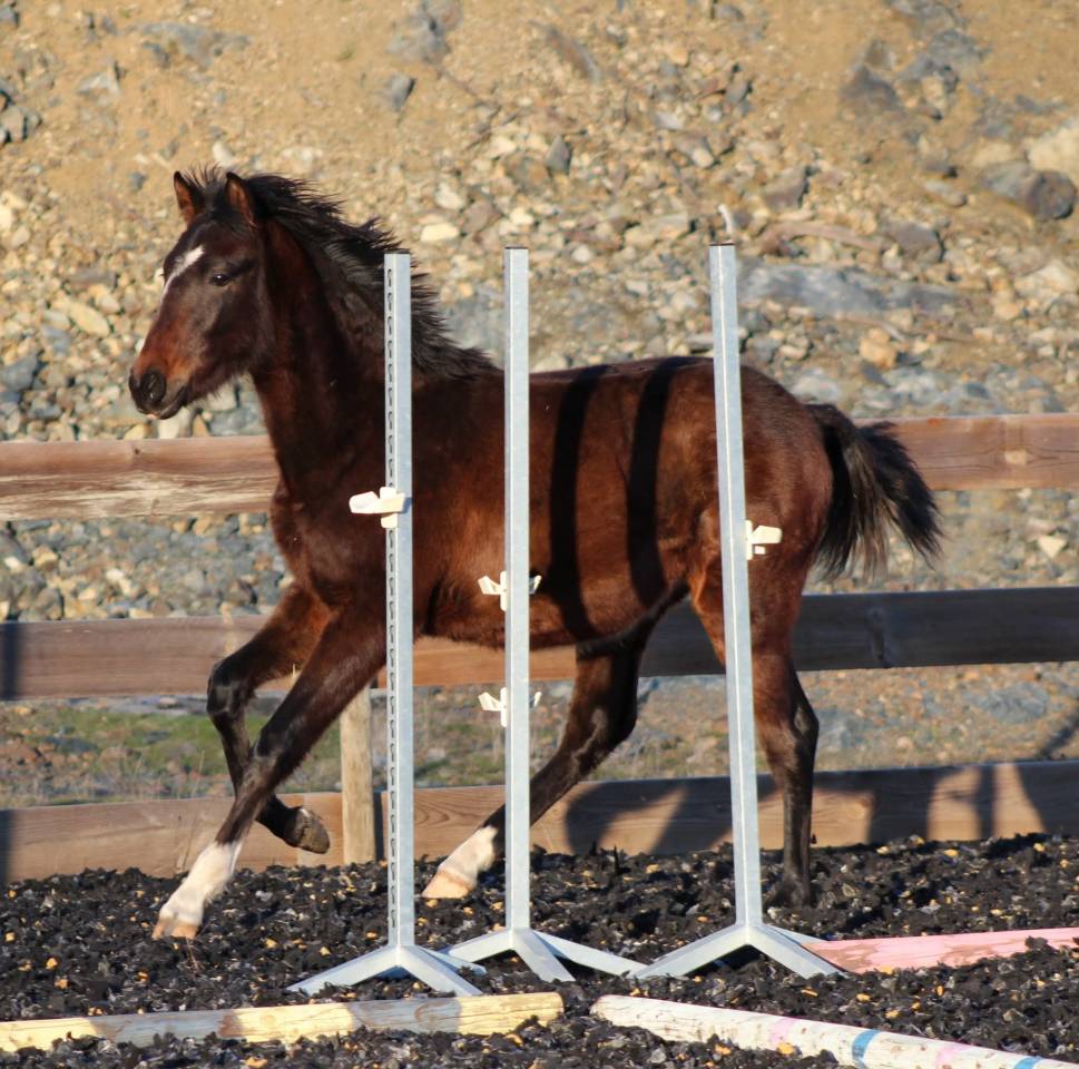 Caballo castrado PRE Pura Raza Espa&ntilde;ola En venta 2025 Bayo