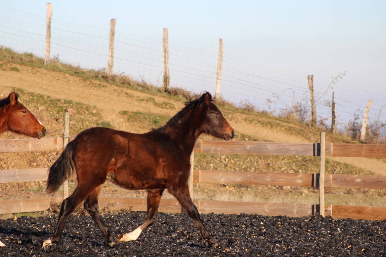 Caballo castrado PRE Pura Raza Espa&ntilde;ola En venta 2025 Bayo