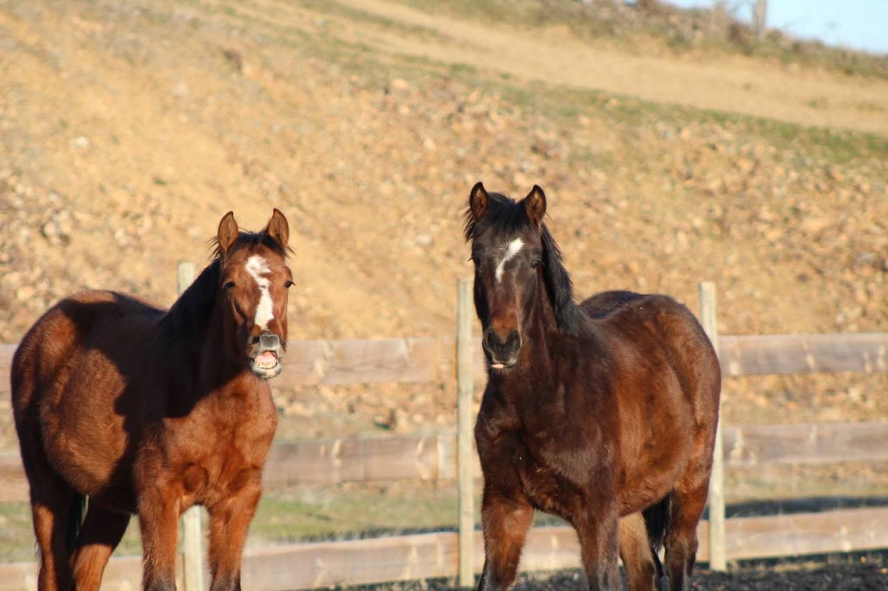 Caballo castrado PRE Pura Raza Espa&ntilde;ola En venta 2025 Bayo