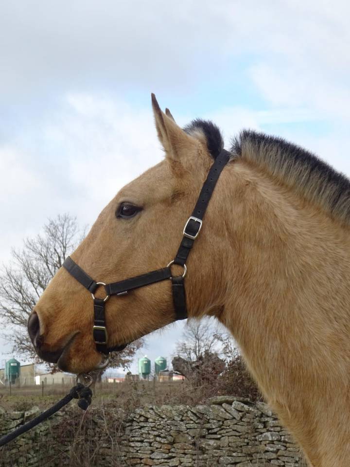 Se vende yegua PSL baya