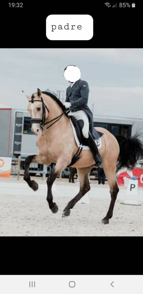 Se vende yegua PSL baya