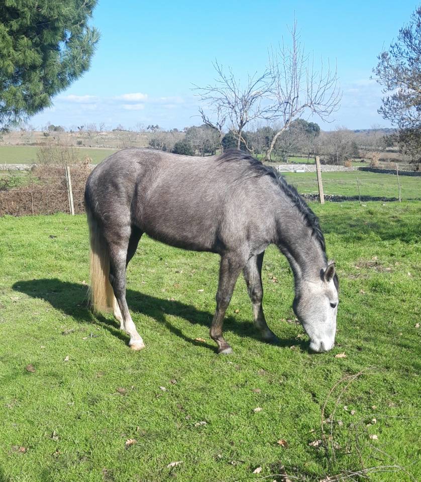 Se vende potra CDE con buenos or&iacute;genes