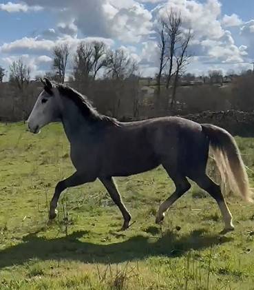 CDE potra con buenos or&iacute;genes