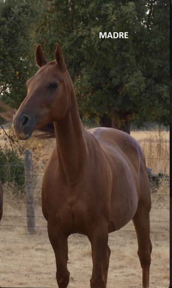 CDE potra con buenos or&iacute;genes