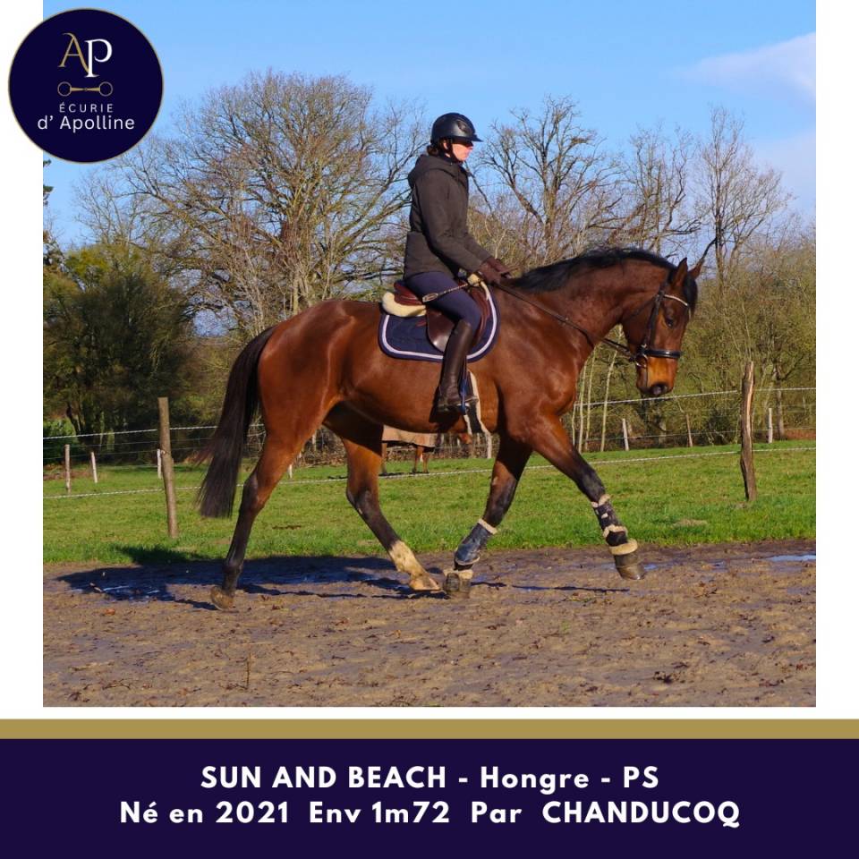 Caballo castrado Pura Sangre En venta 2021 Bayo