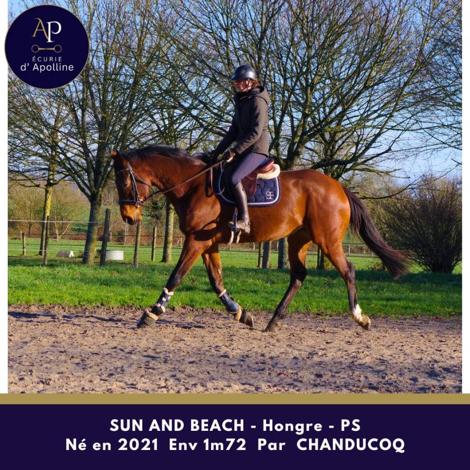 Caballo castrado Pura Sangre En venta 2021 Bayo