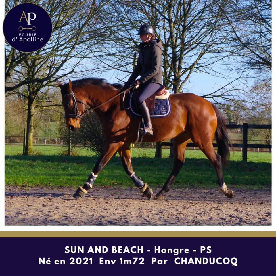 Caballo castrado Pura Sangre En venta 2021 Bayo