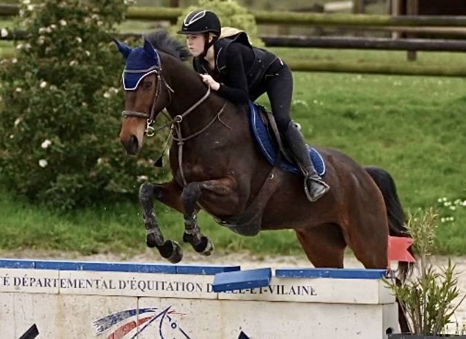 Caballo castrado Pura Sangre En venta 2018 Bayo