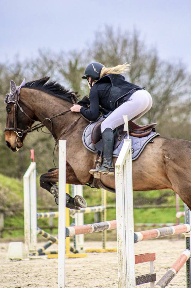 Caballo castrado Pura Sangre En venta 2018 Bayo