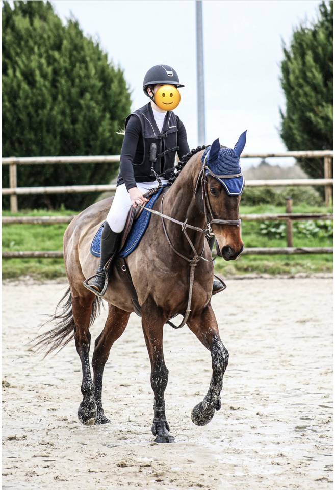 Caballo castrado Pura Sangre En venta 2018 Bayo