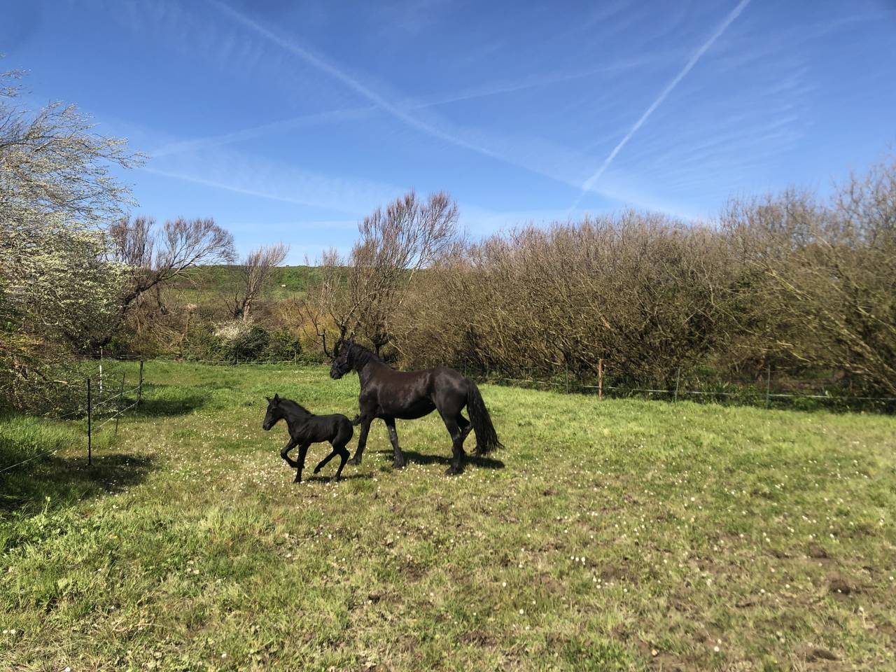 Propiedad ecuestre En venta Finisterre