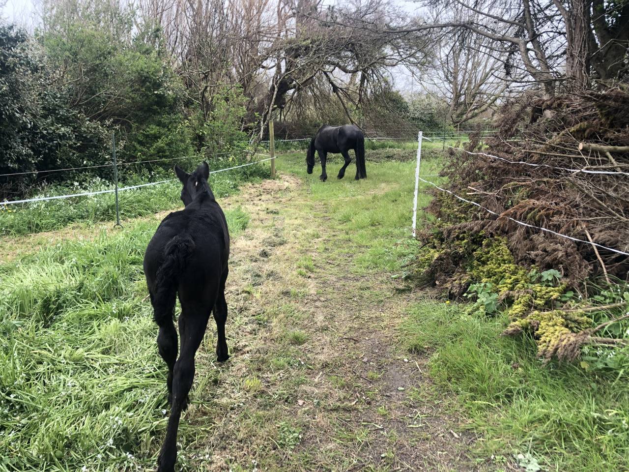 Propiedad ecuestre En venta Finisterre