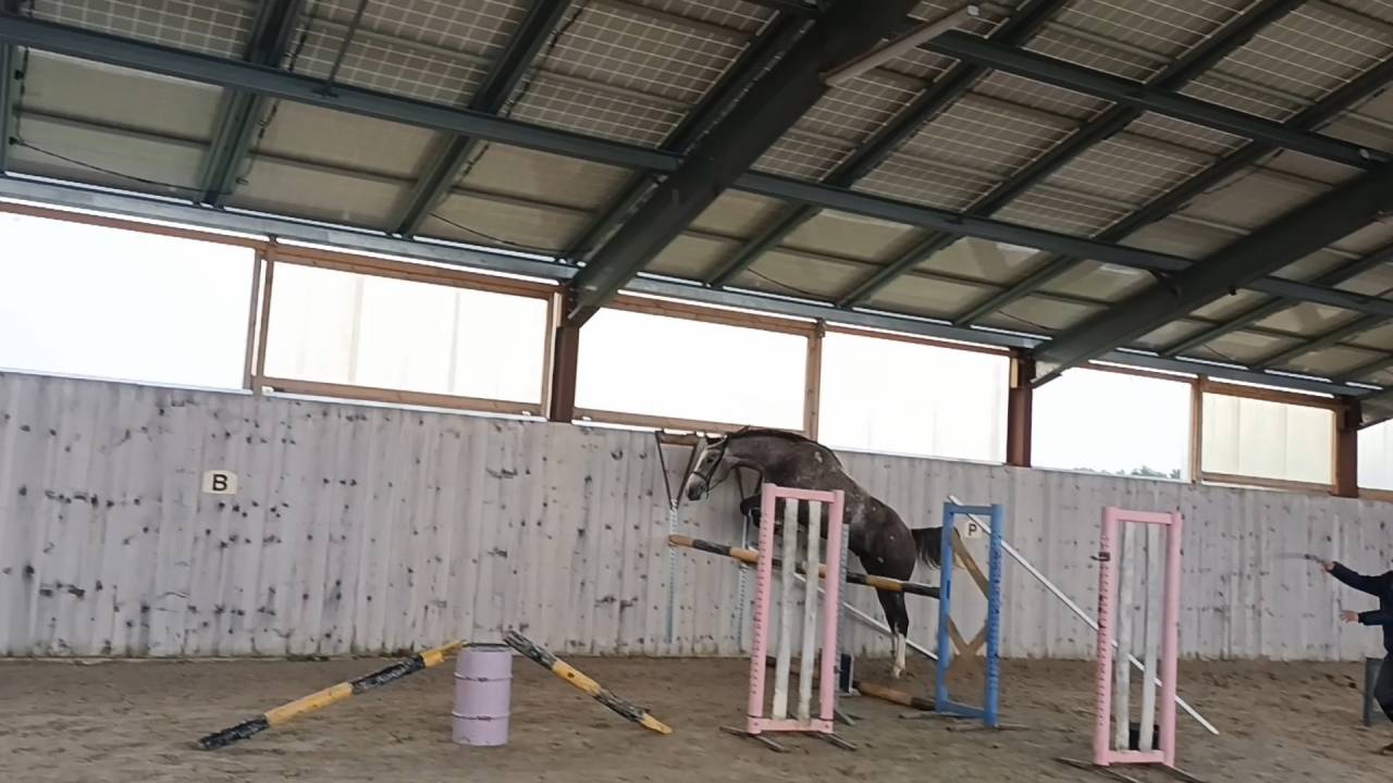 Caballo castrado Silla Franc&eacute;s En venta 2022 Tordo