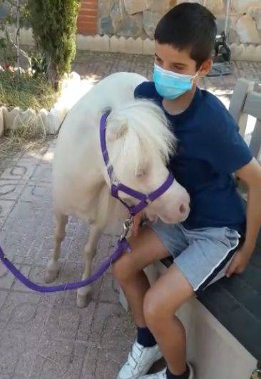 Caballo miniatura de terapias 10 a&ntilde;os con experiencia