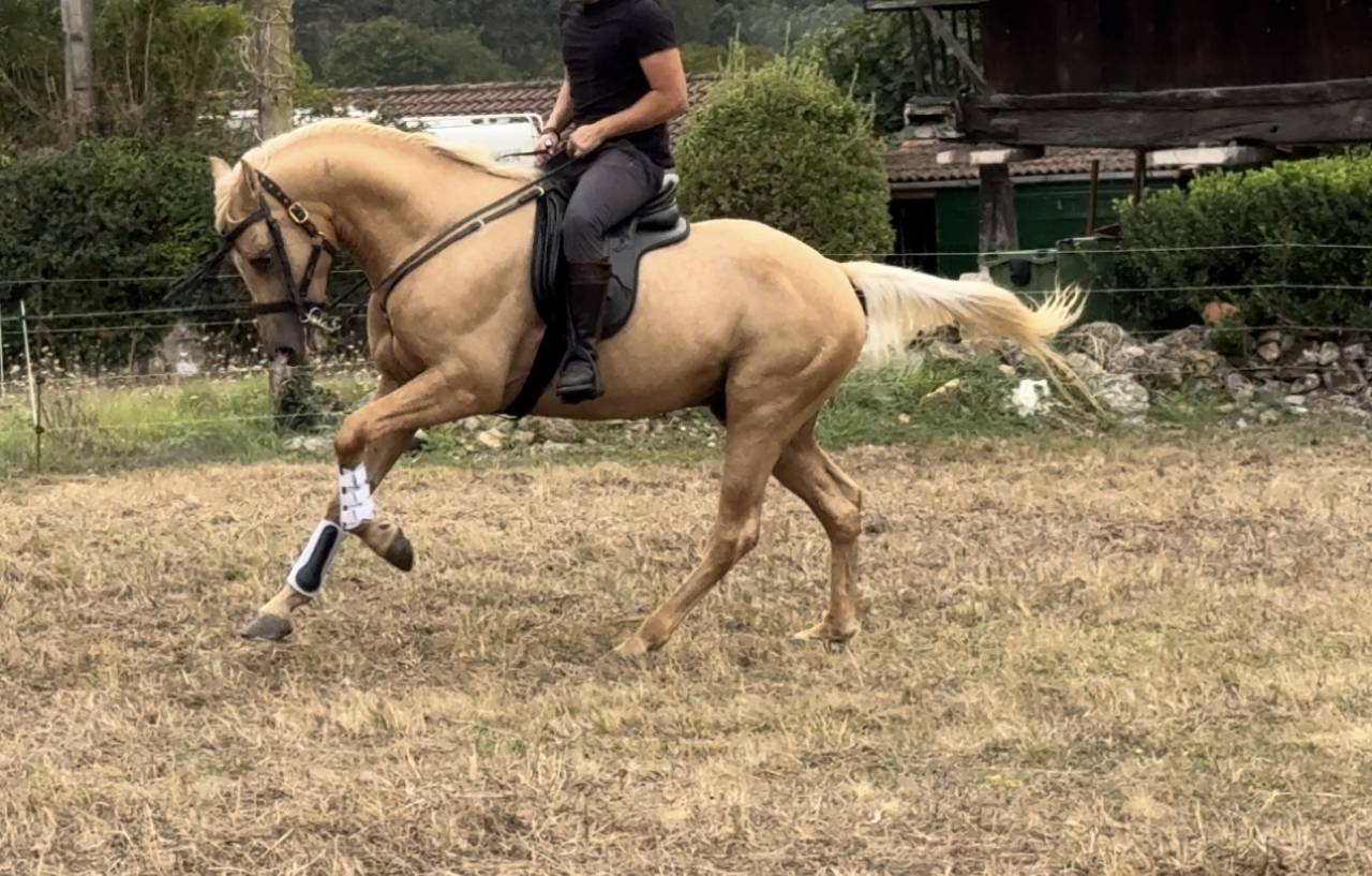 Semental para cubriciones 