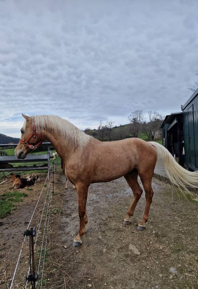 Semental para cubriciones 