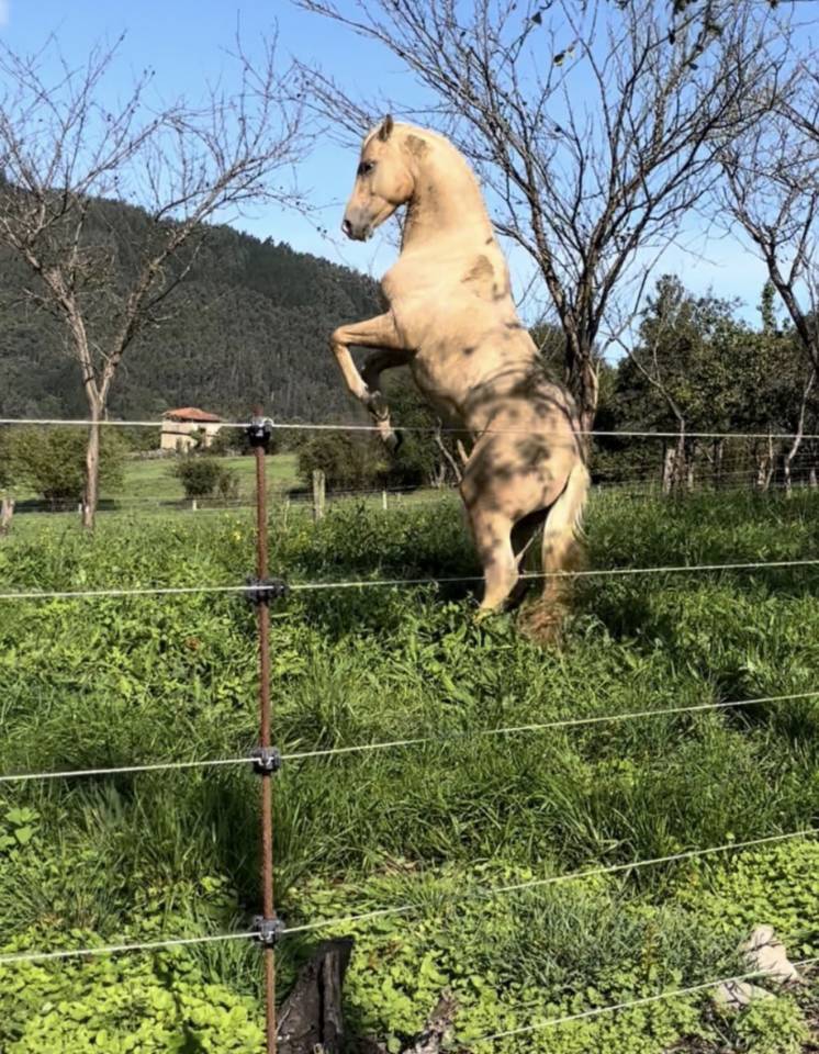 Semental para cubriciones 